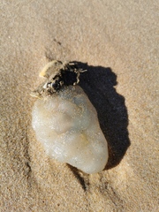 Phallusia mammillata