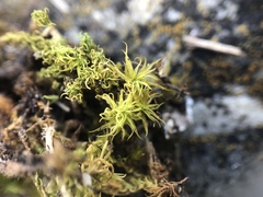 Tortella squarrosa
