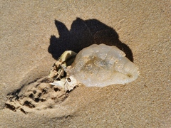 Phallusia mammillata