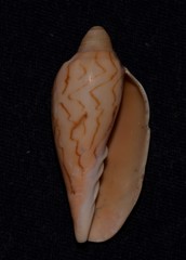 Amoria hunteri