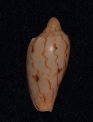 Amoria hunteri
