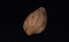 Amoria hunteri
