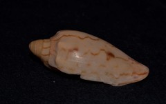 Amoria hunteri