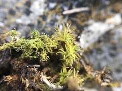 Tortella squarrosa