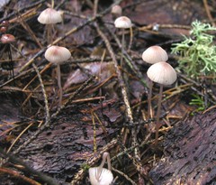 Crinipellis piceae