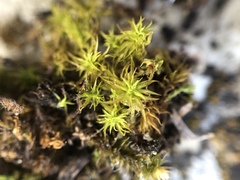Tortella squarrosa