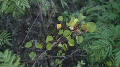 Bauhinia lunarioides