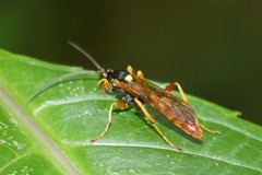 Diphyus