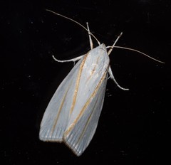 Cryptophasa flavolineata