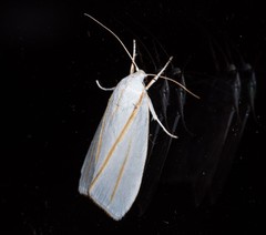 Cryptophasa flavolineata