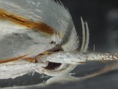 Cryptophasa flavolineata