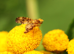 Oxyna flavipennis
