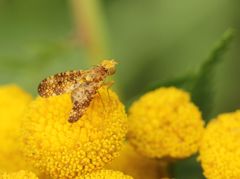 Oxyna flavipennis