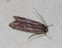 Leistarcha scitissimella