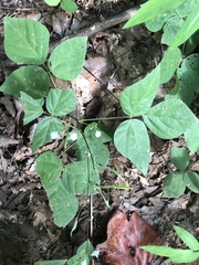 Hylodesmum pauciflorum