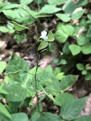 Hylodesmum pauciflorum