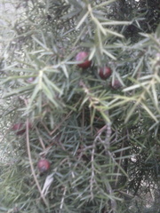 Juniperus oxycedrus oxycedrus