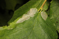 Phyllonorycter coryli