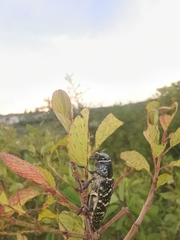 Lampetis dilaticollis