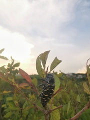 Lampetis dilaticollis