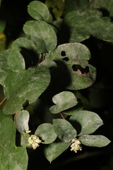 Erysiphe symphoricarpi