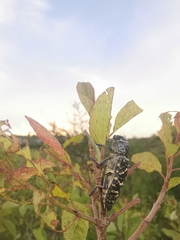 Lampetis dilaticollis