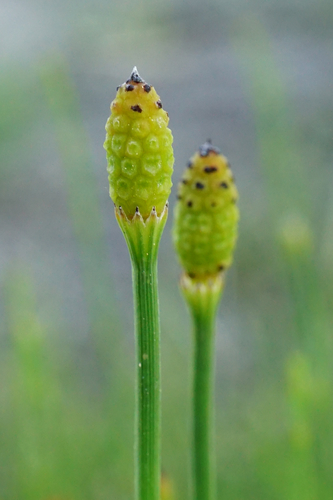Equisetum ramosissimum iNat (3)