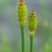 Horsetails - Photo (c) Patrick Hacker, some rights reserved (CC BY), uploaded by Patrick Hacker