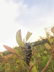 Lampetis dilaticollis