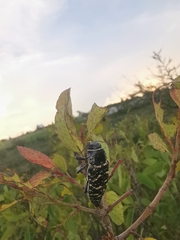 Lampetis dilaticollis