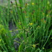 Drill Grass - Photo (c) Patrick Hacker, some rights reserved (CC BY), uploaded by Patrick Hacker