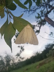 Neuromelia selectata