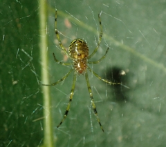 Theridion zonulatum