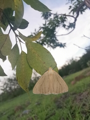 Neuromelia selectata