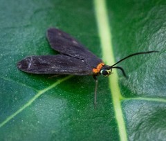 Pollanisus subdolosa