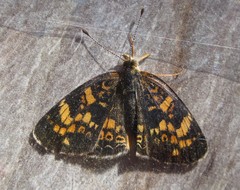 Phyciodes batesii