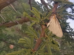 Neuromelia selectata