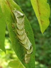 Melanchra persicariae