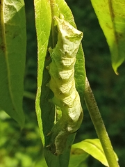 Melanchra persicariae