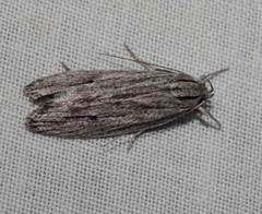 Leistarcha scitissimella