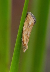 Euphona euphona