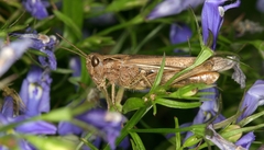 Chorthippus brunneus