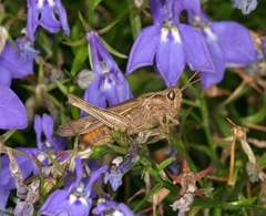 Chorthippus brunneus