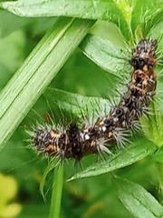 Acronicta rumicis