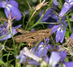 Chorthippus brunneus