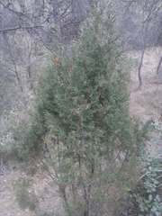 Juniperus