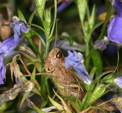 Chorthippus brunneus