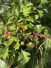 Crataegus
