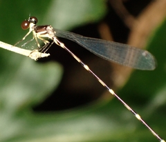 Platystictidae