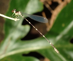 Platystictidae